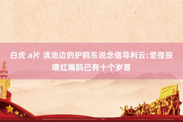 白虎 a片 滇池边的护鸥东说念倡导利云:坚捏投喂红嘴鸥已有十个岁首